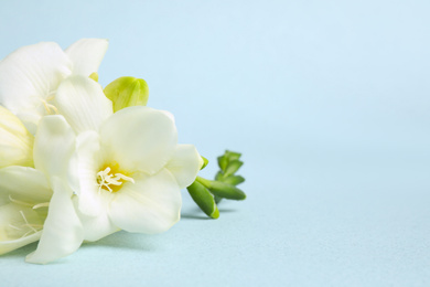 Photo of Beautiful freesia flowers on light blue background. Space for text