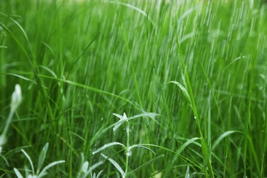 Photo of Fresh green grass in garden on rainy day