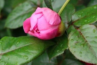 Beautiful pink peony with water drops in garden, closeup