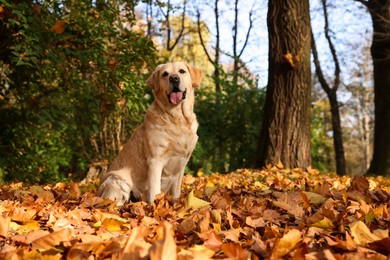 Photo of Cute Labrador Retriever dog on fallen leaves in sunny autumn park. Space for text