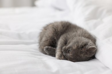 Photo of Cute fluffy kitten lying on soft bed