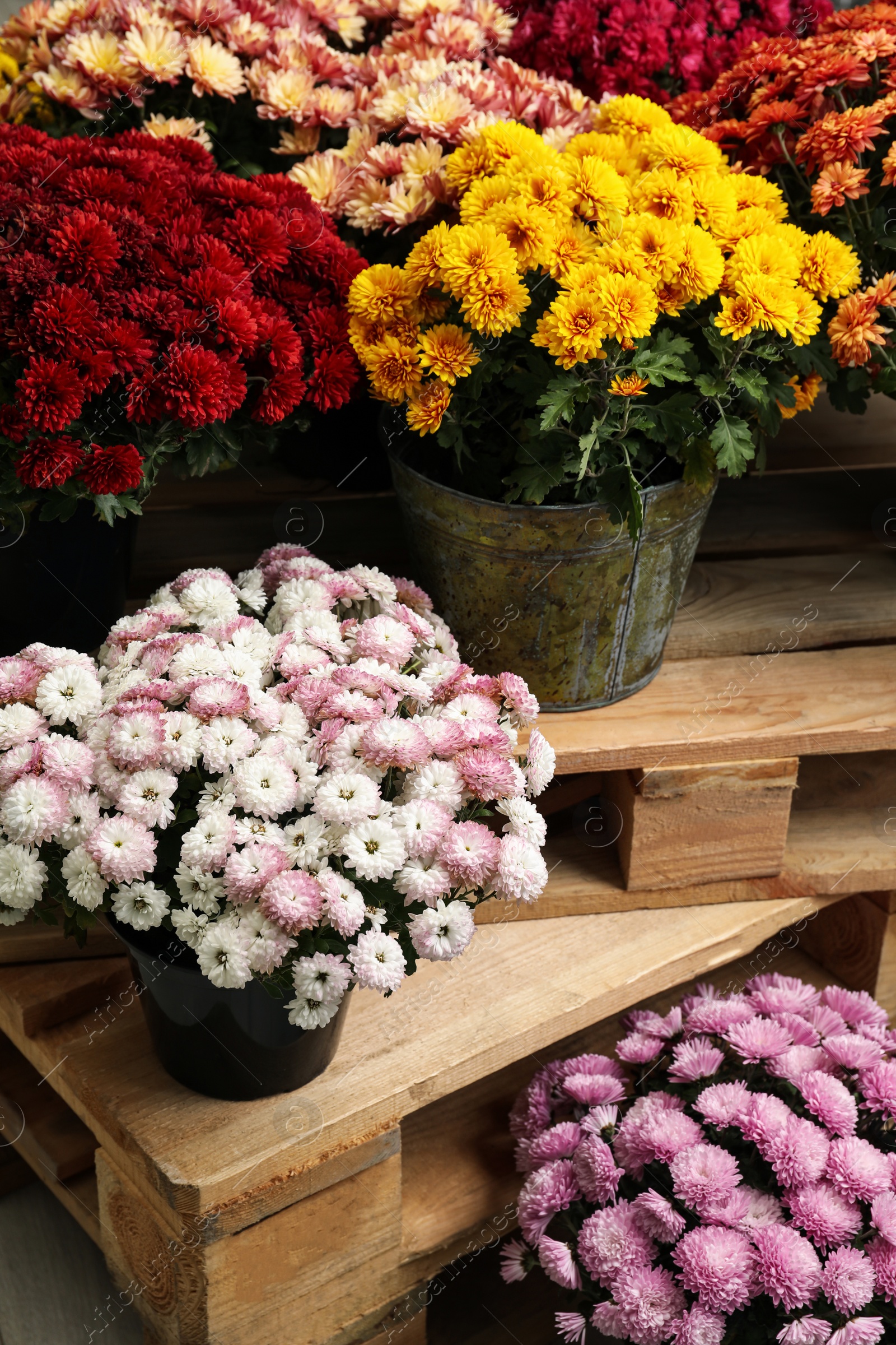 Photo of Beautiful different color Chrysanthemum flowers in pots on wooden pallet