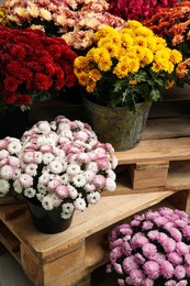 Beautiful different color Chrysanthemum flowers in pots on wooden pallet