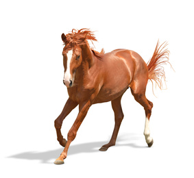 Image of Chestnut horse running on white background. Beautiful pet  