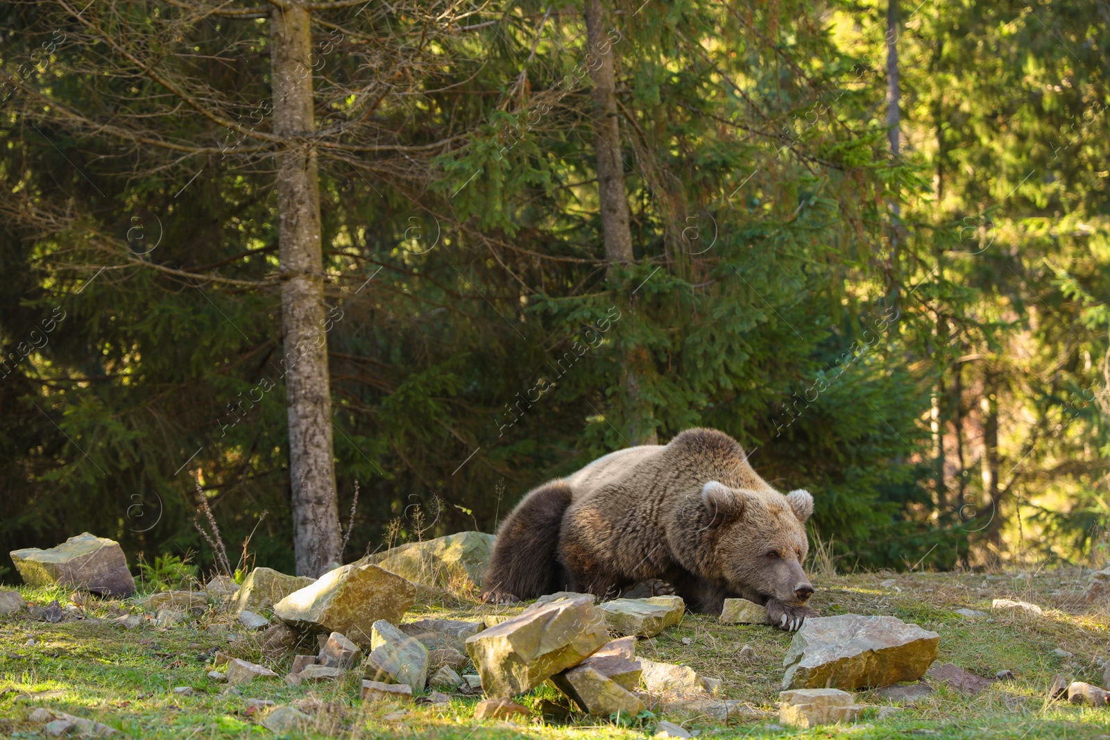 Photo of Brown bear in forest, space for text. Wild animal