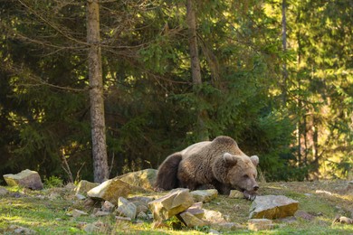 Photo of Brown bear in forest, space for text. Wild animal