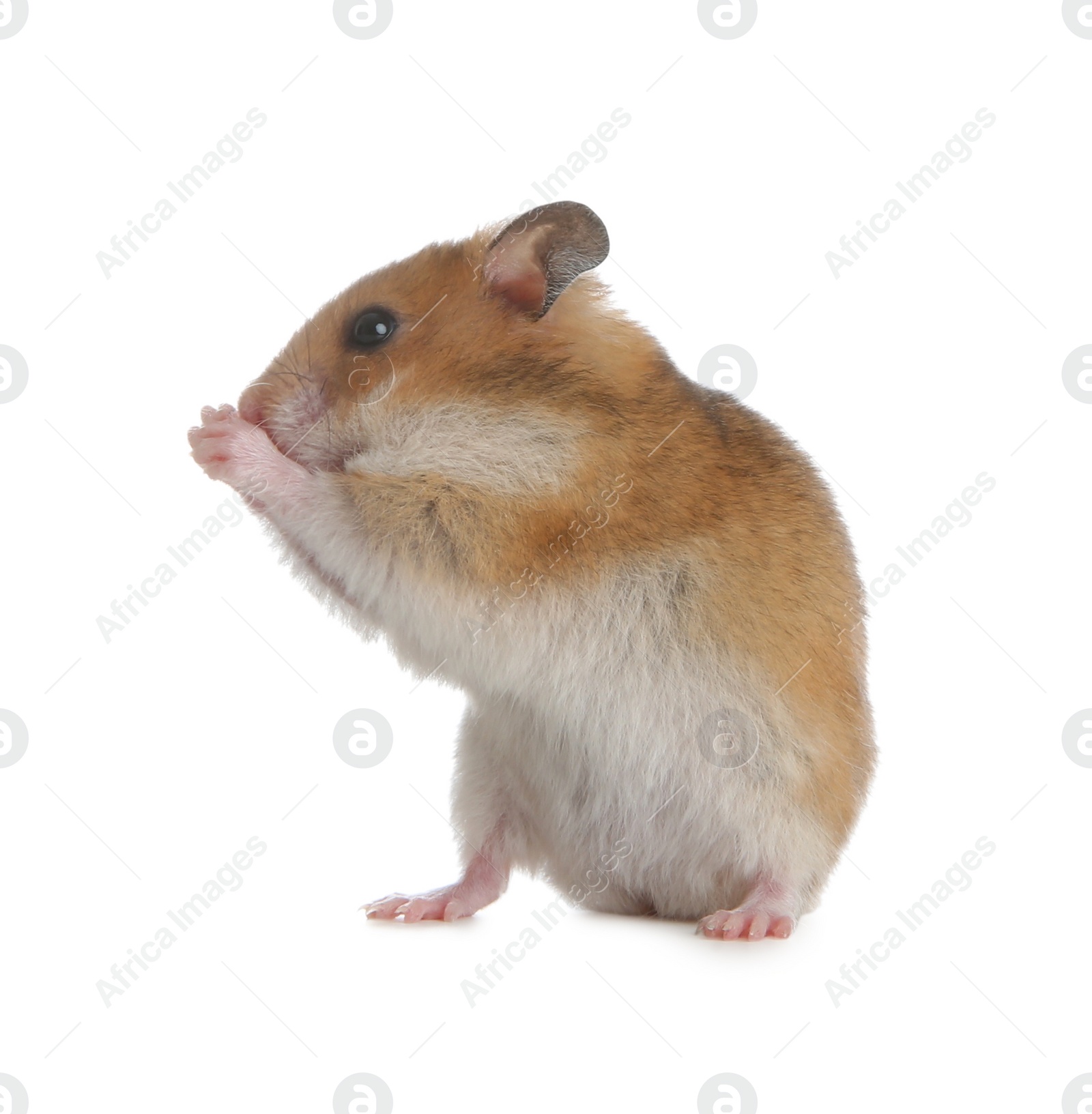 Photo of Adorable Syrian hamster on white background. Small pet