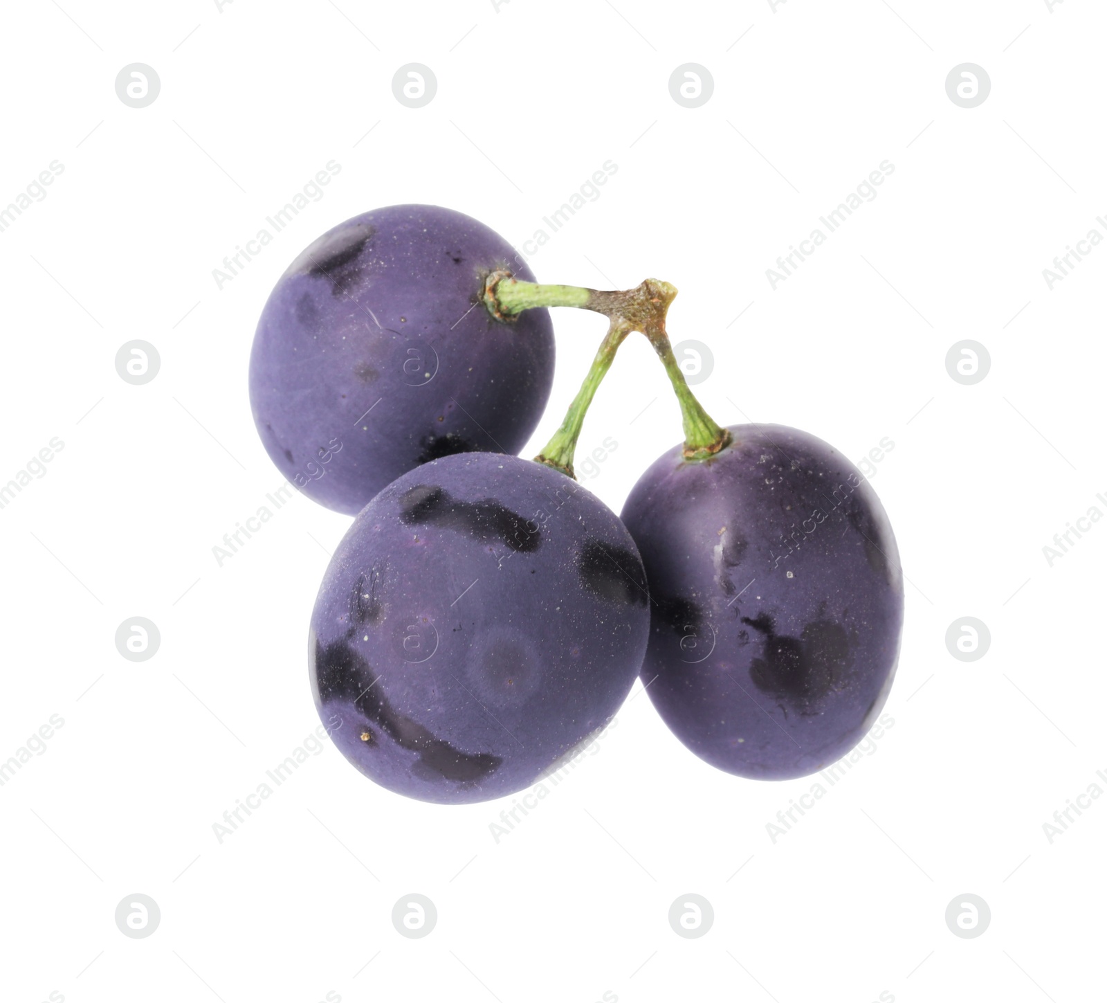 Photo of Delicious ripe dark blue grapes isolated on white