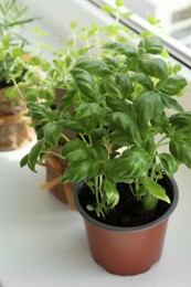 Fresh potted basil and other herbs on windowsill indoors, closeup