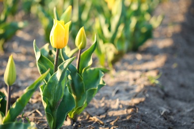 Closeup view of fresh beautiful tulips on field, space for text. Blooming spring flowers