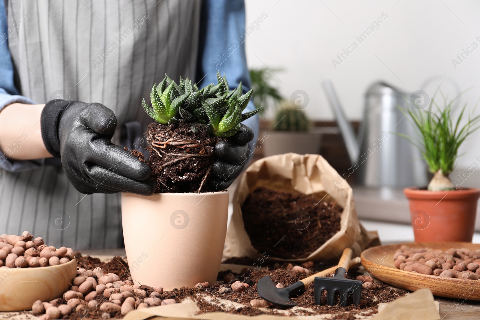 Photo of Woman transplanting Haworthia into pot at table indoors, closeup. House plant care