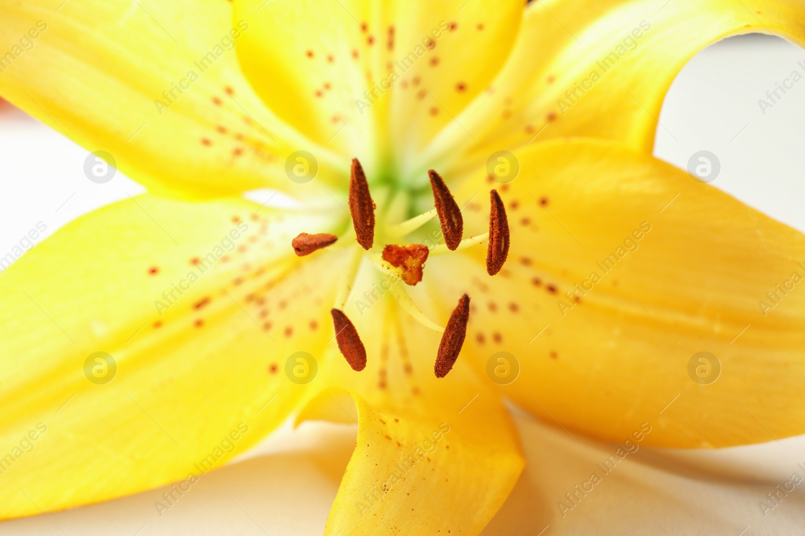 Photo of Beautiful blooming lily flower on white background, closeup