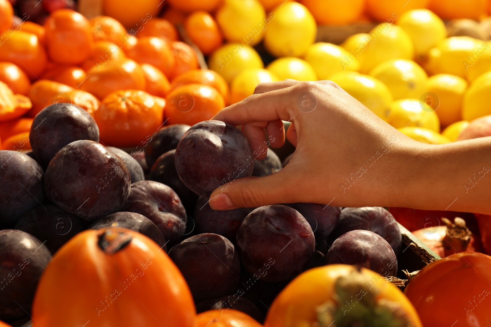 Photo of Woman picking fresh plum at market, closeup