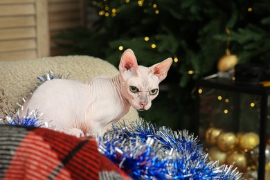 Adorable Sphynx cat with colorful tinsel indoors
