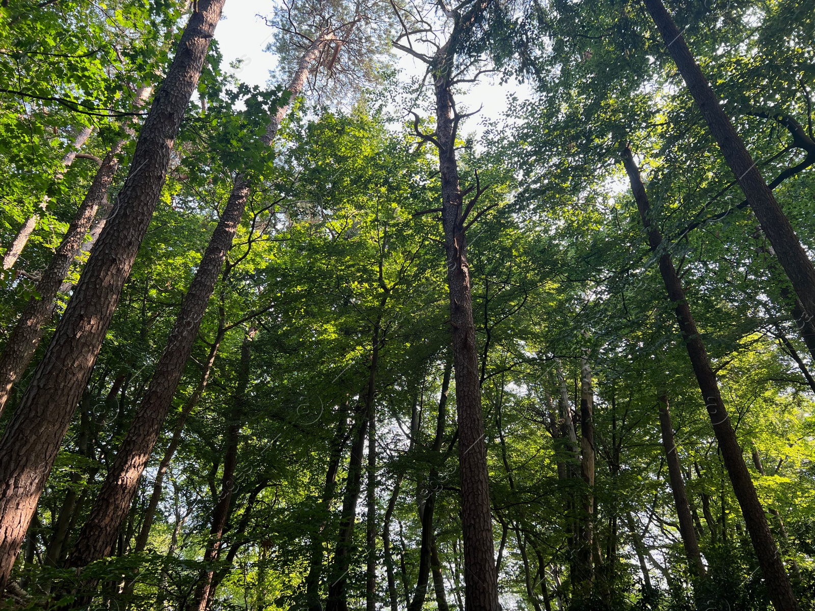 Photo of Beautiful green trees in forest on sunny day, low angle view