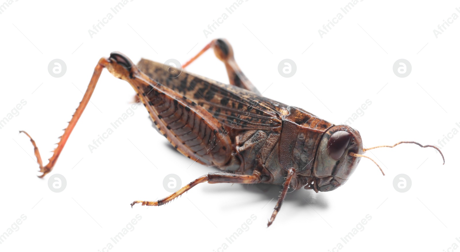 Photo of Brown grasshopper isolated on white. Wild insect