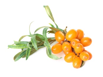 Sea buckthorn branch with ripe berries and leaves on white background