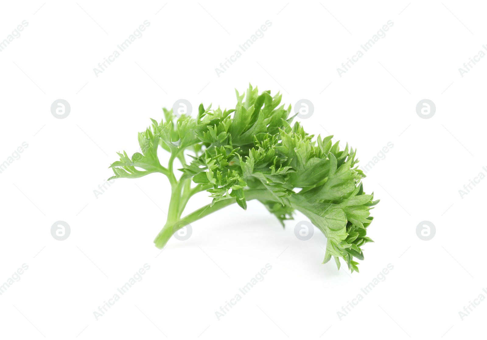 Photo of Fresh green organic parsley on white background