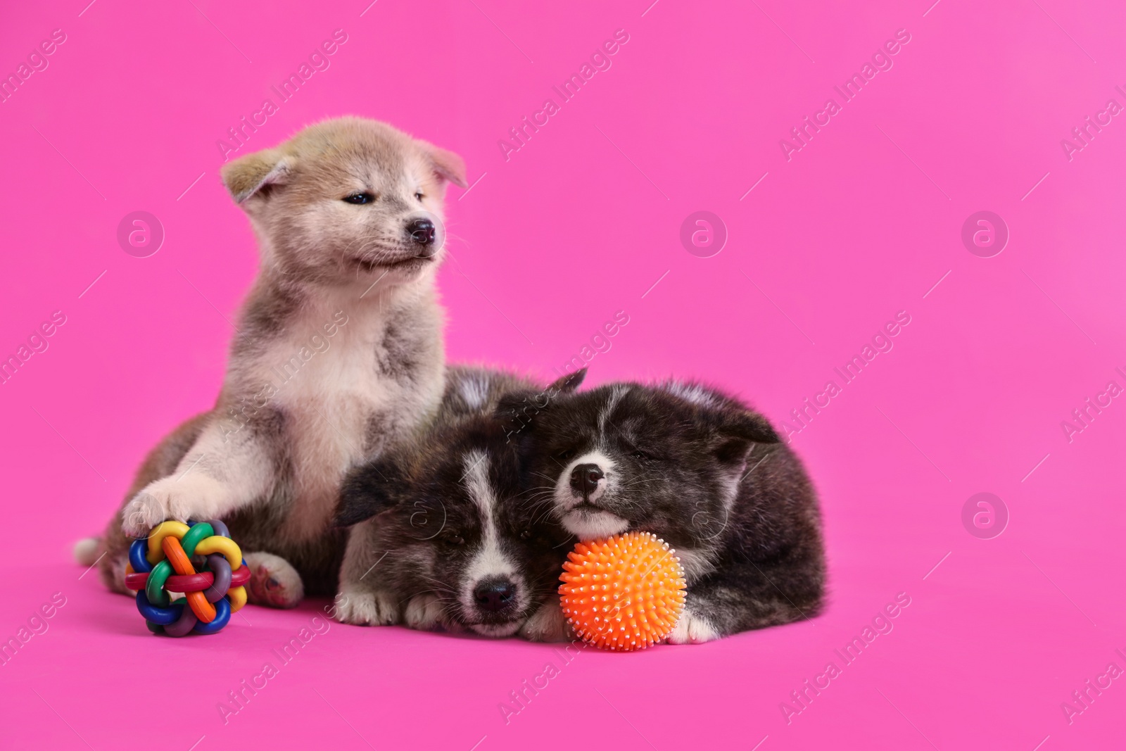 Photo of Cute Akita inu puppies with toys on pink background. Friendly dogs