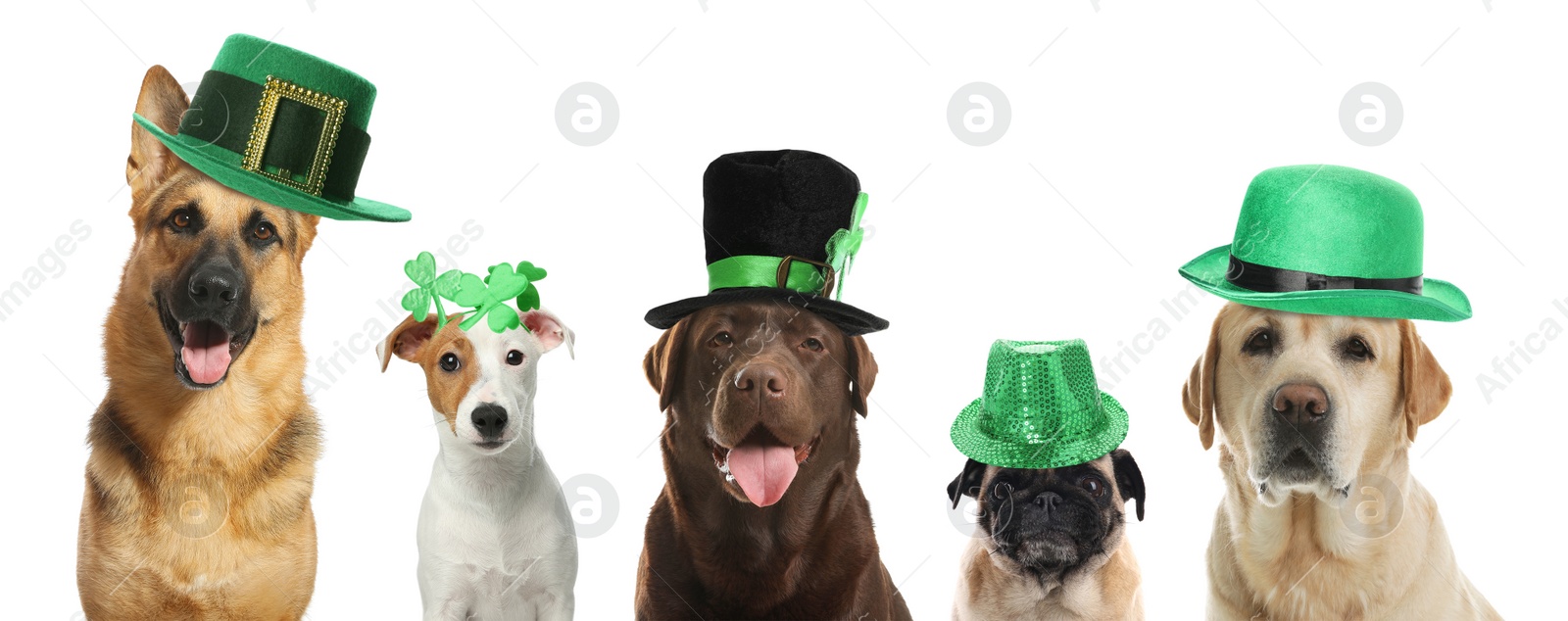 Image of Cute dogs with leprechaun hats on white background, banner design. St. Patrick's Day