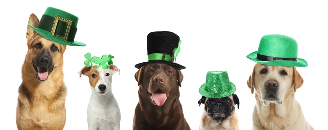 Cute dogs with leprechaun hats on white background, banner design. St. Patrick's Day