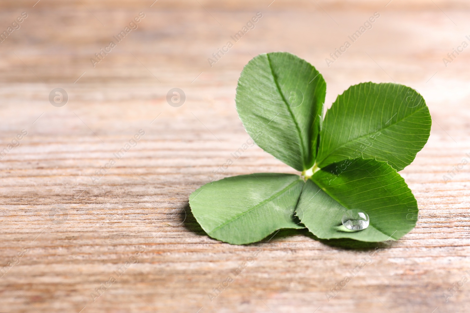 Photo of Green four-leaf clover on wooden background with space for text