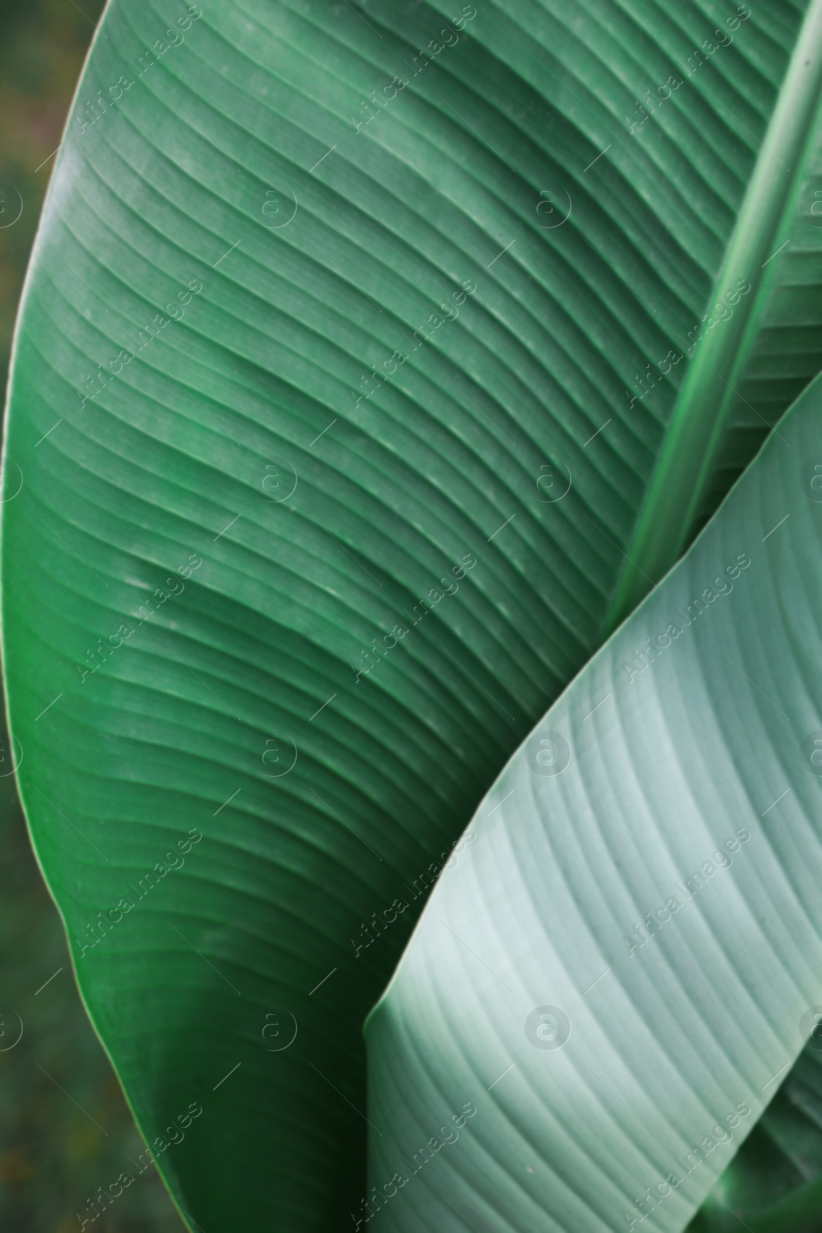 Photo of Beautiful green leaf of banana plant outdoors, closeup. Tropical vegetation