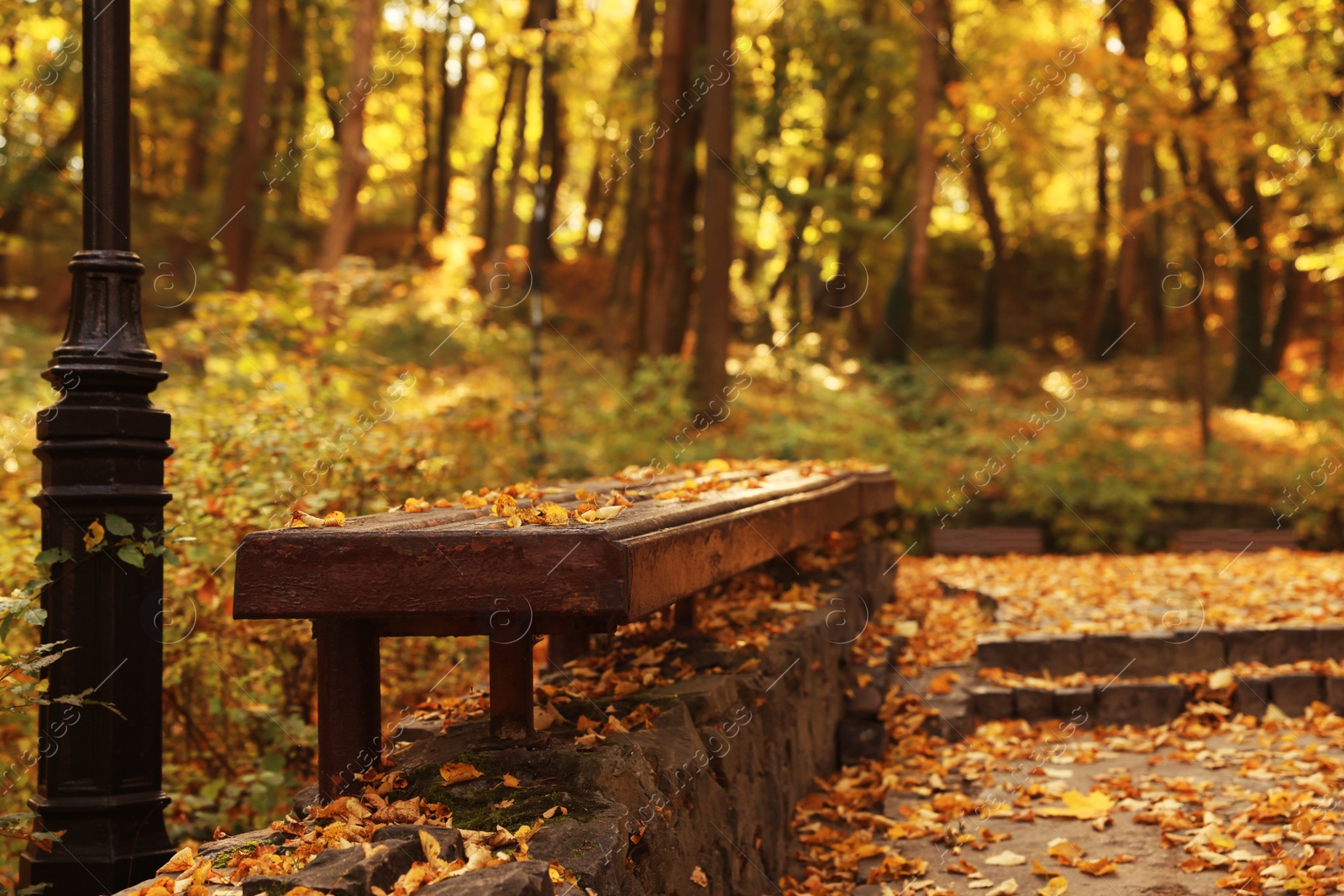 Photo of Wooden bench and yellowed trees in park on sunny day