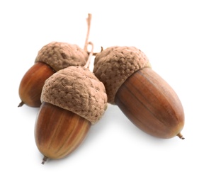Beautiful brown acorns on white background. Oak nuts
