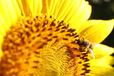 Honeybee collecting nectar from sunflower outdoors, closeup