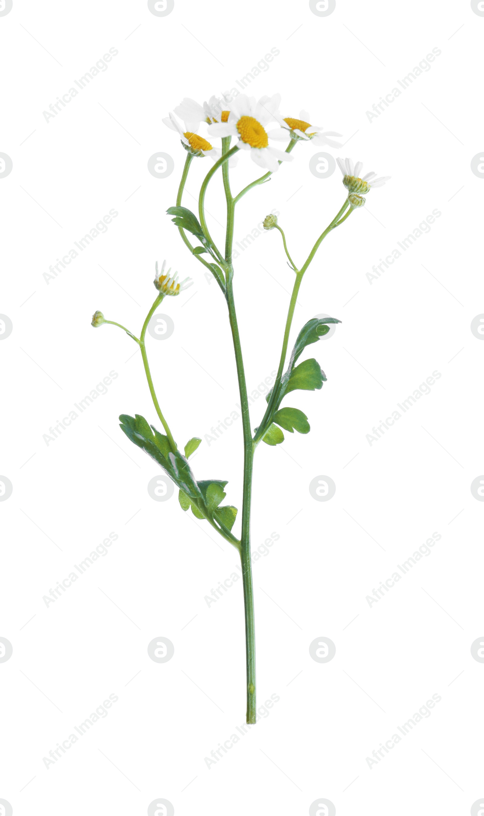 Photo of Blooming chamomile isolated on white. Beautiful flower