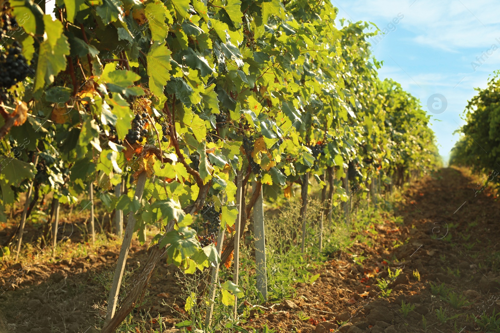 Photo of View of vineyard rows with fresh ripe juicy grapes on sunny day