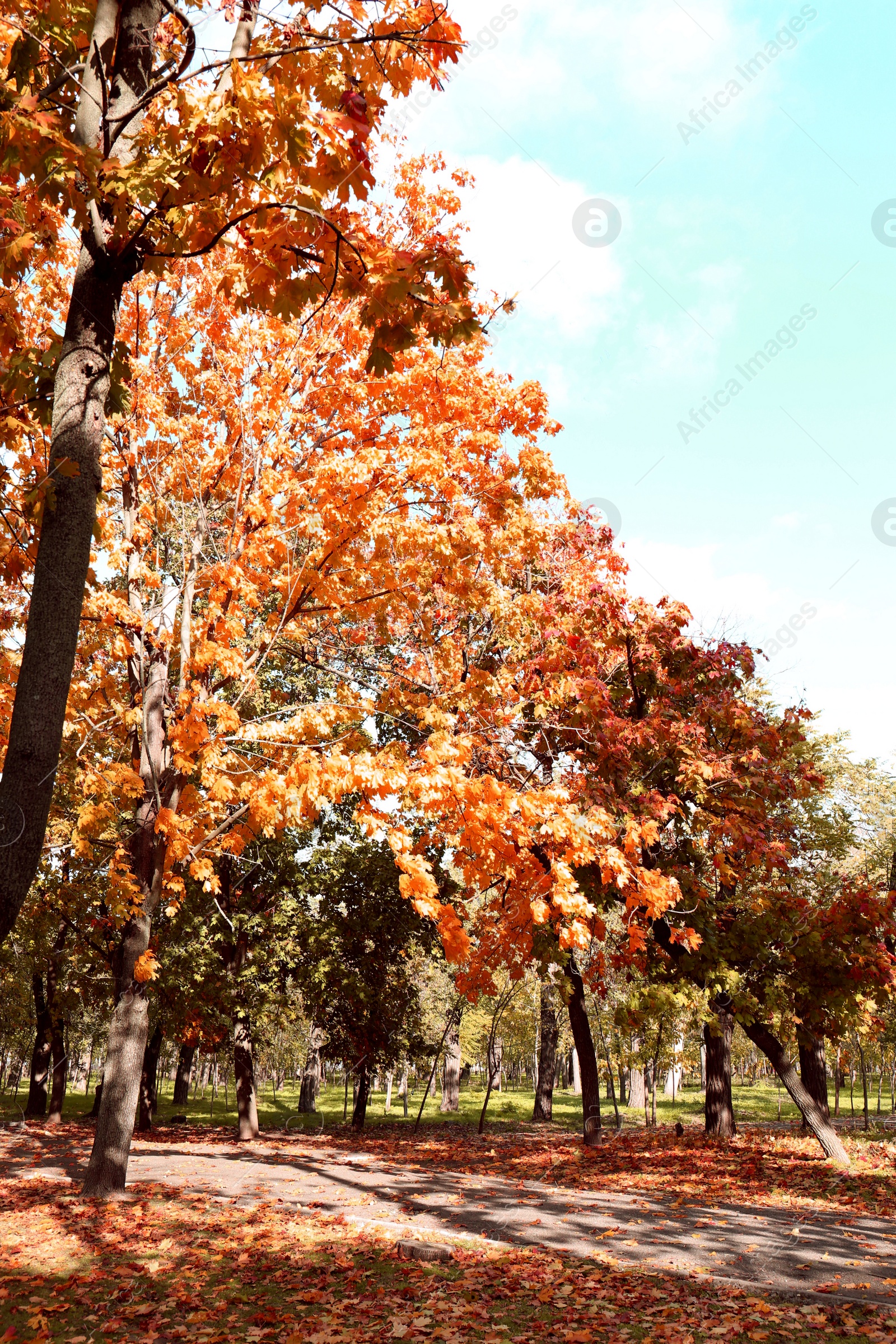 Photo of Beautiful view of autumn park on sunny day