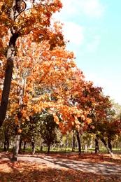 Photo of Beautiful view of autumn park on sunny day