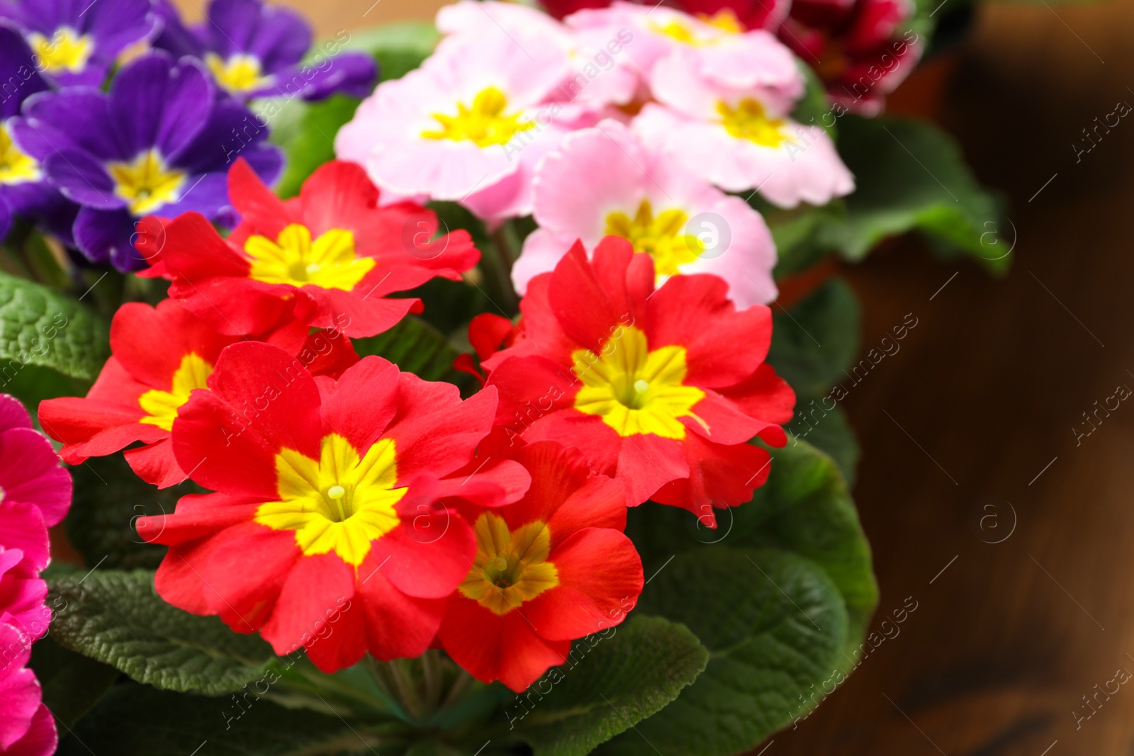 Photo of Beautiful primula (primrose) flowers on table, closeup. Spring blossom