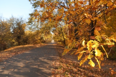 Beautiful park, focus on bright leaves. Autumn season