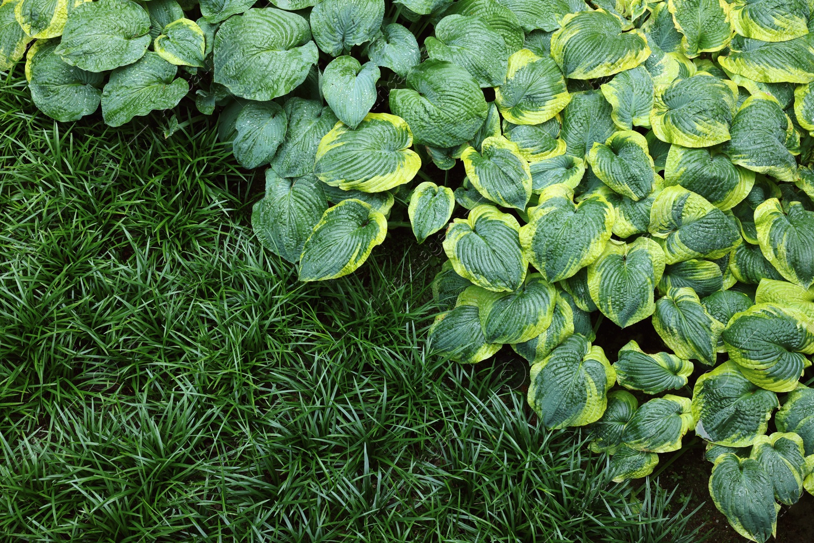 Photo of Beautiful hostas and green grass outdoors, top view