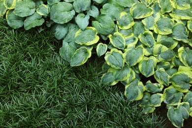 Photo of Beautiful hostas and green grass outdoors, top view