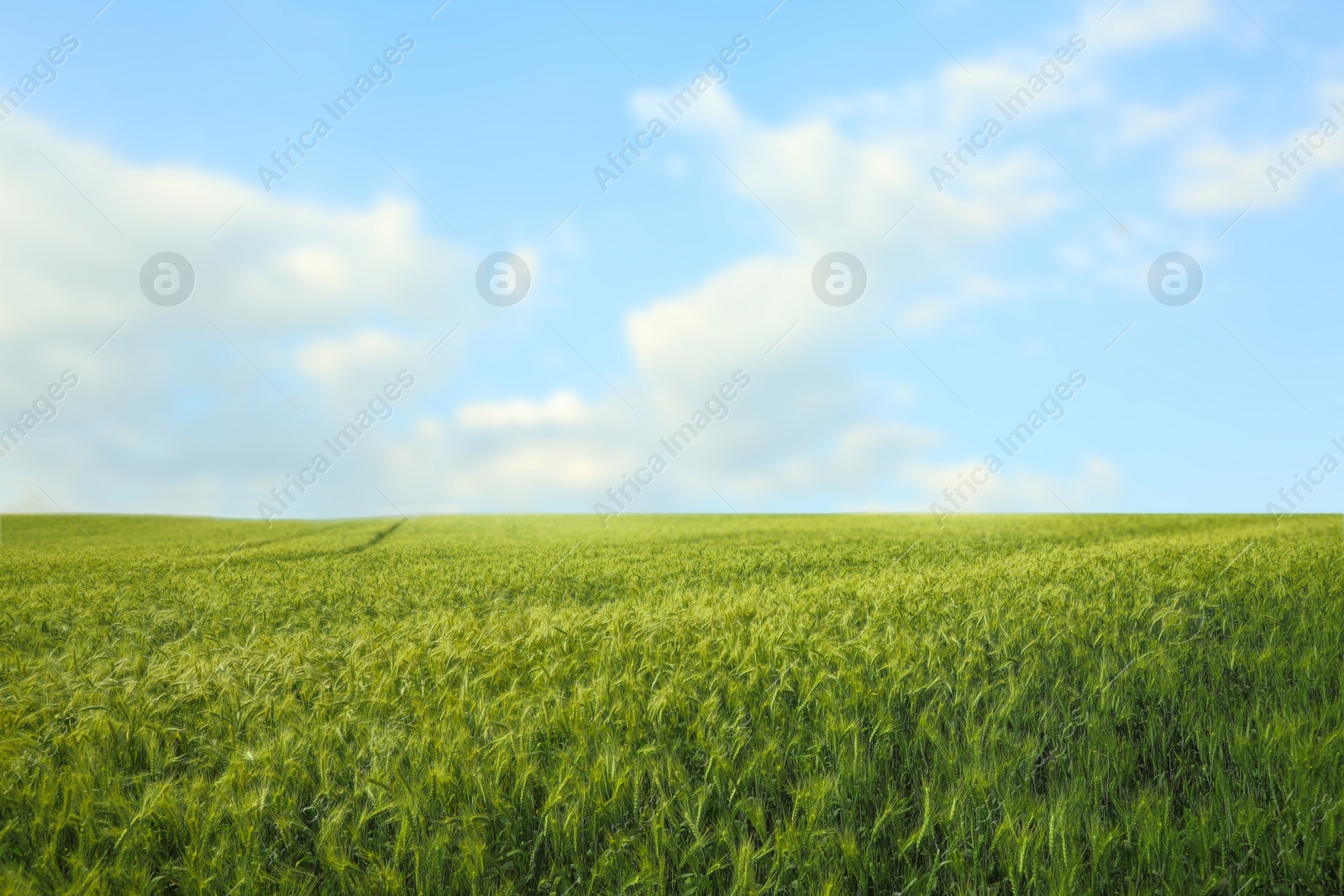 Photo of Beautiful agricultural field with ripening wheat crop