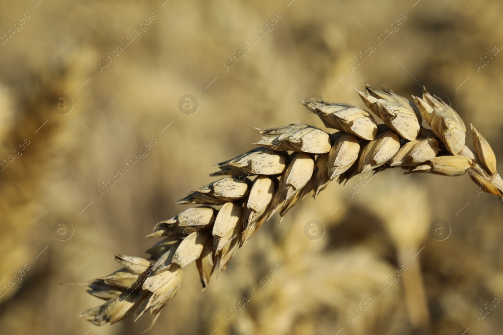 Photo of Ear of wheat in field, closeup. Space for text