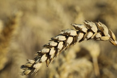 Ear of wheat in field, closeup. Space for text