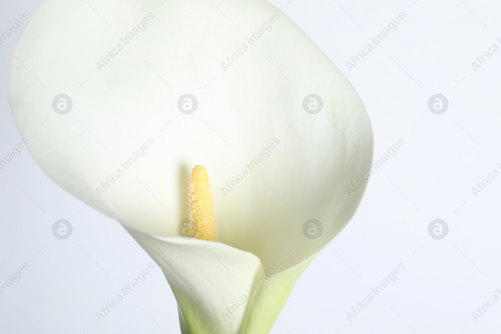 Photo of Beautiful calla lily flower on white background, closeup
