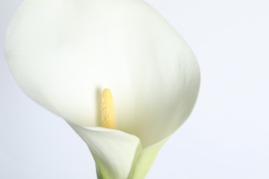 Photo of Beautiful calla lily flower on white background, closeup