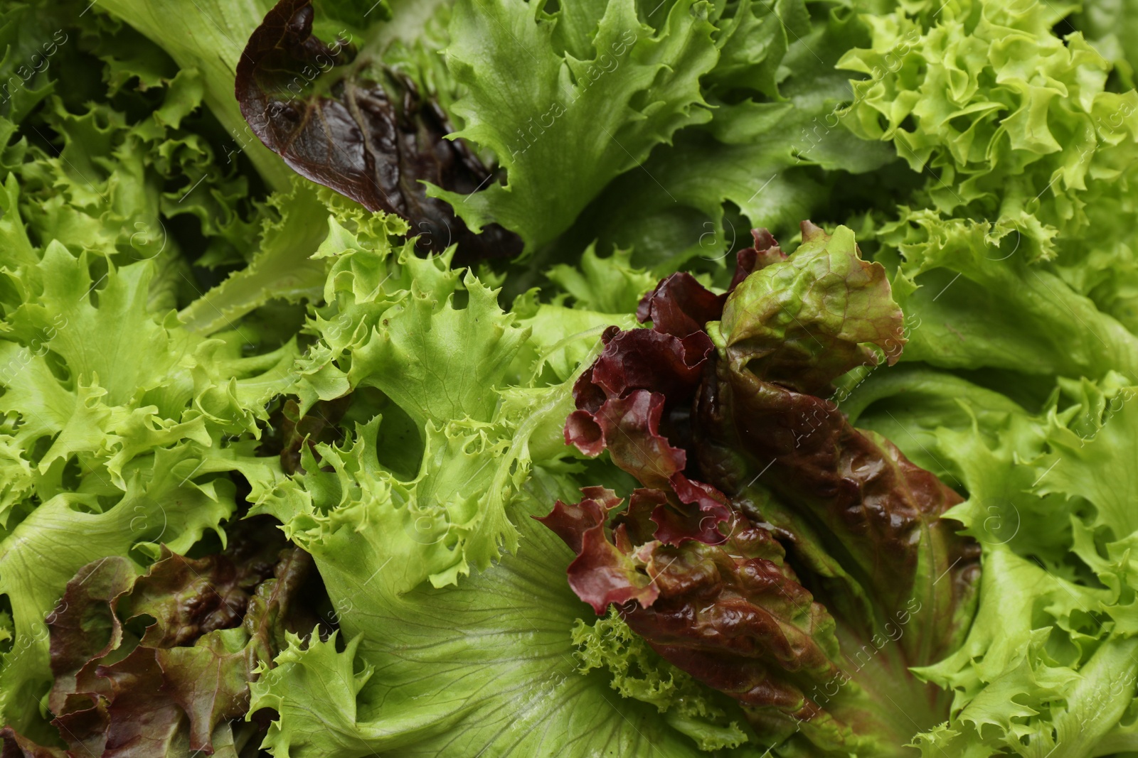 Photo of Different sorts of lettuce as background, closeup