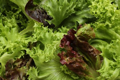 Photo of Different sorts of lettuce as background, closeup