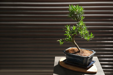 Photo of Japanese bonsai plant on table against dark background, space for text. Creating zen atmosphere at home