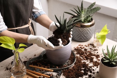 Woman transplanting Haworthia into pot at table indoors, closeup. House plant care