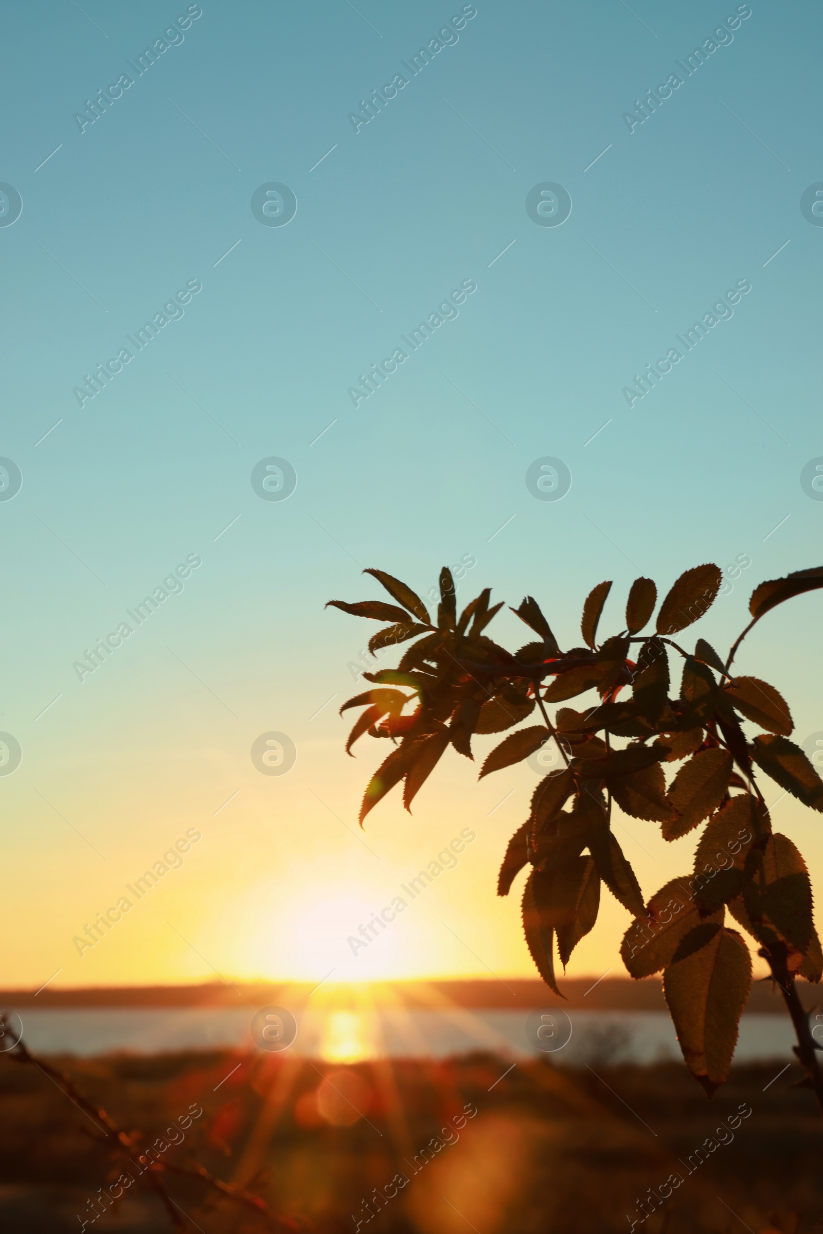 Photo of Branch of beautiful bush near river at sunset