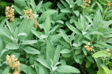 Photo of Beautiful sage with green leaves growing outdoors