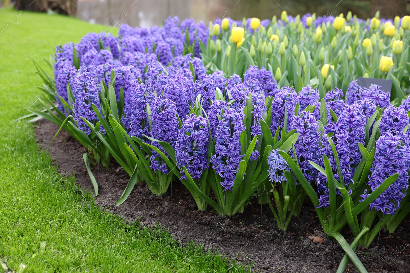 Photo of Beautiful hyacinth and tulip flowers growing outdoors